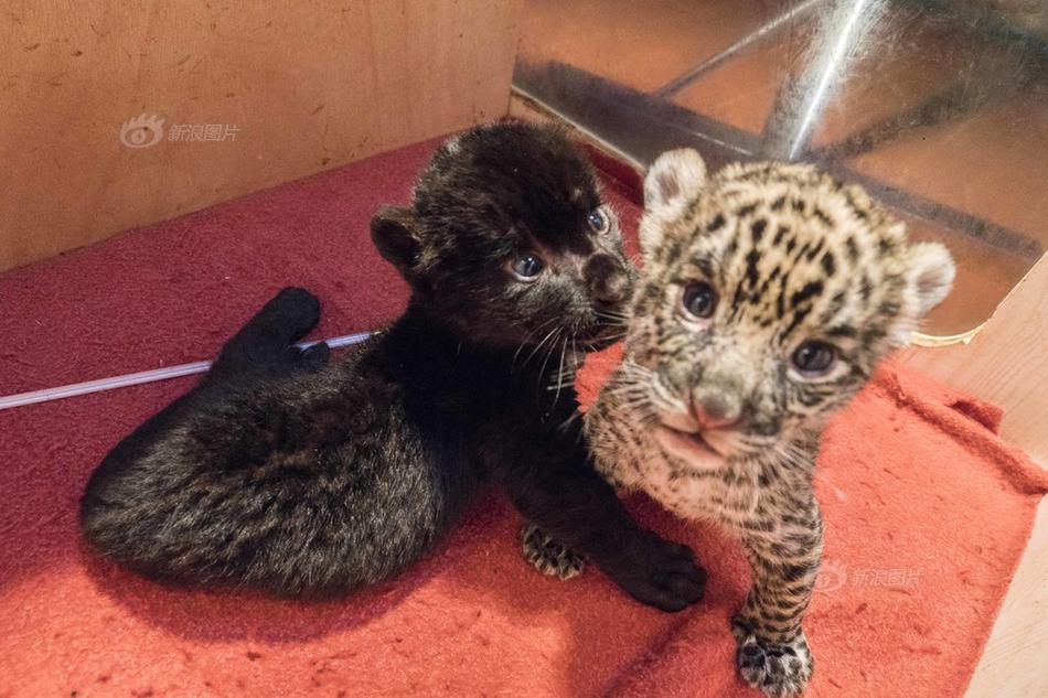 yl小鎮(zhèn)墨寒硯txt最新