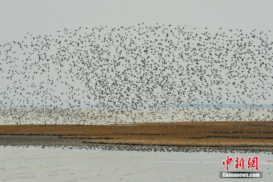 獄鎖狂龍2TXT下載全本校準(zhǔn)版