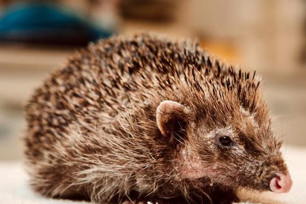 父母兒女一家狂TXT