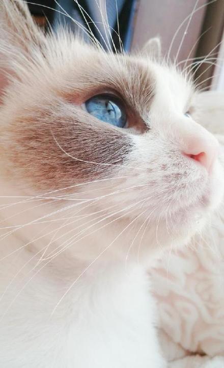 一上到底(軍旅高干)小說講的什么