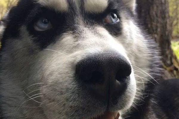 枕邊嬌雀(雙重生)茶暖不思