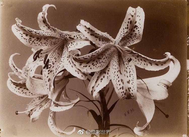 攻略爹爹(古言父女)古言