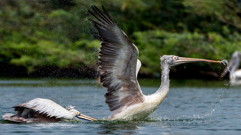擁抱地心引力by塞納左岸講的什么