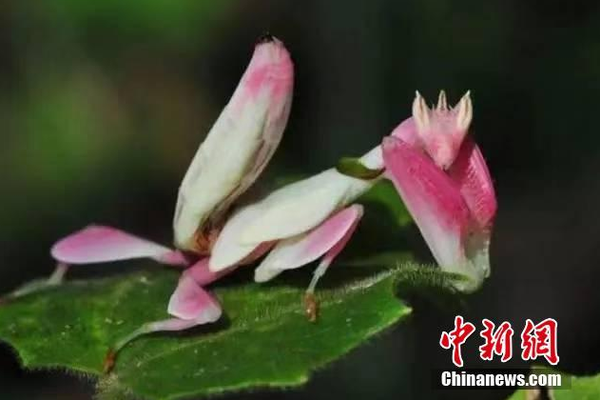 海棠(花市)文學網男主姓唐