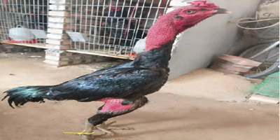 白夜行 txt 下載