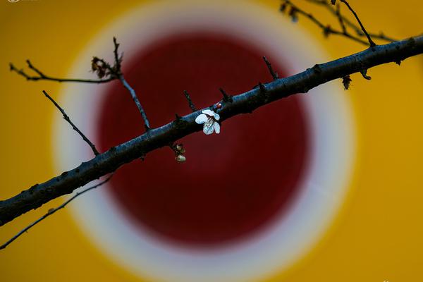 《萌新你好,我是大神》小說