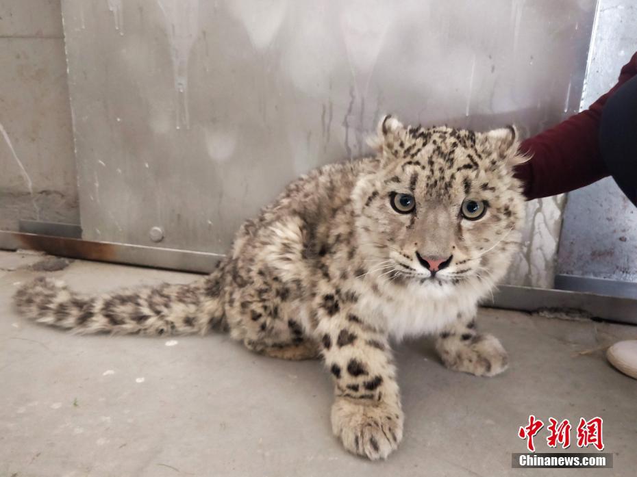 白日囂張小說TXT百度云