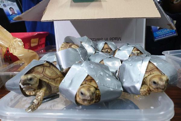 拜拜by西西特劇透