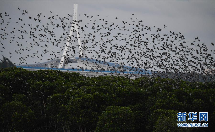 穿成反派早亡妻(穿書)