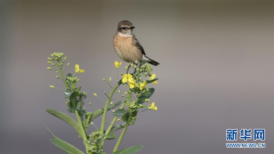 春日玫瑰鶴千辭TXT