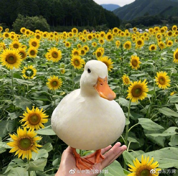 鬼吹燈(盜墓者的經歷)在線閱讀