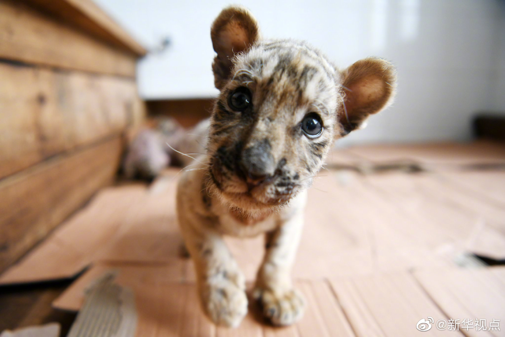 折枝by琥珀光全文閱讀