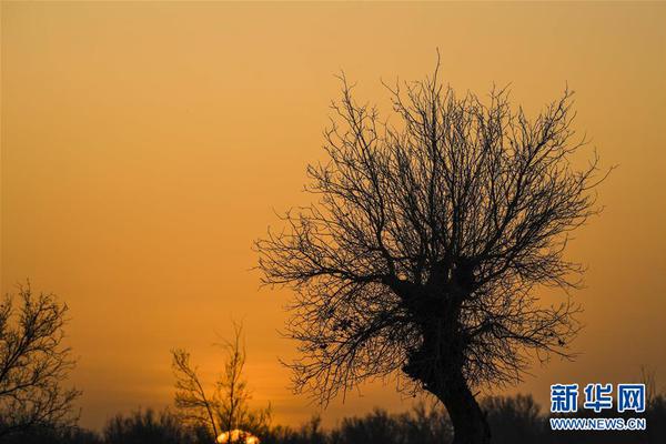 摯愛by九五的麥田 小說