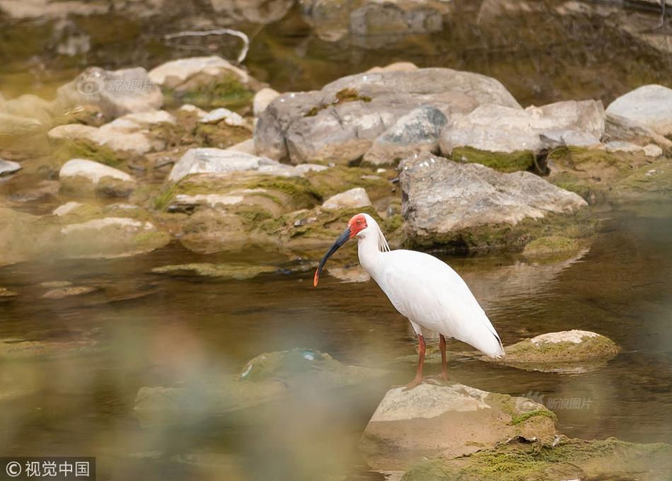 佛系白蓮花(穿書)